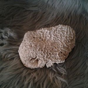 Coral Reef Decor Cream Offwhiteish